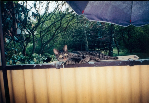 Die Kater im Haus