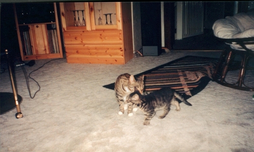 In Erinnerung an meine verstorbene Katze Tiger